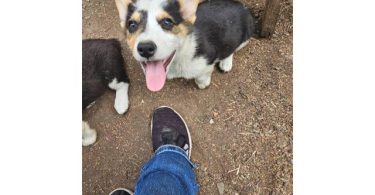 10 weeks old Borgi puppies