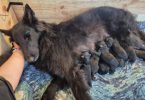 Belgian Sheepdog puppies Rare Breed, Excellent Genetics