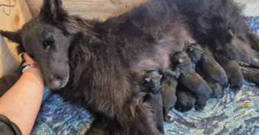 Belgian Sheepdog puppies Rare Breed, Excellent Genetics