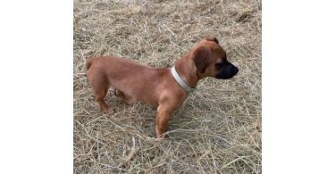 5 months old Chiweenie