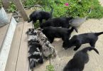 Merle and black Aussie puppies