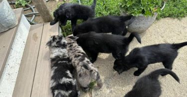 Merle and black Aussie puppies