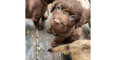 Beautiful Chesador puppies for sale