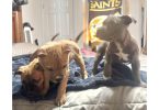 3 Sweet Pocket Bully Mix Puppies
