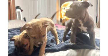 3 Sweet Pocket Bully Mix Puppies