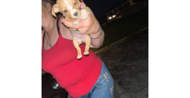 2 female Chihuahua / weenie dog puppies