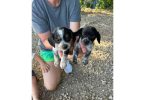 Small beagle mix puppies for sale