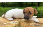 Beautiful Brown & White Jack Russell puppy