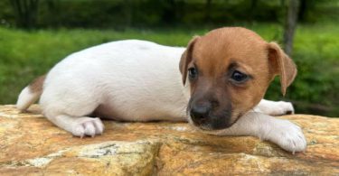 Beautiful Brown & White Jack Russell puppy