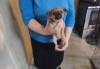 3 Chihuahua puppies $50 each