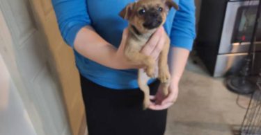 3 Chihuahua puppies $50 each