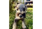 Beautiful Mini Schnauzer puppies