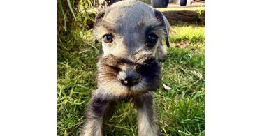 Beautiful Mini Schnauzer puppies