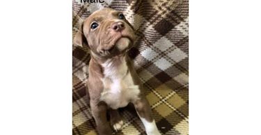 4 Amstaff x XL bully puppies