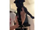 Pug puppies 5 available