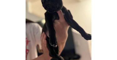 Pug puppies 5 available