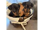 Miniature pinschers
