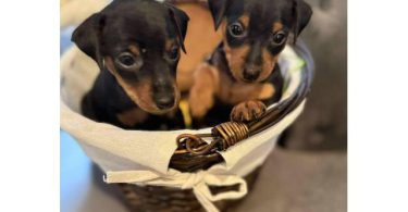 Miniature pinschers