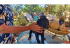 4 Golden Pointer Puppies Looking for Their Forever Families