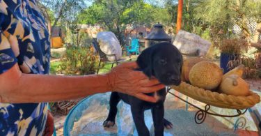 4 Golden Pointer Puppies Looking for Their Forever Families