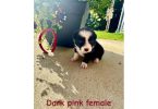 4 Border collie puppies still available