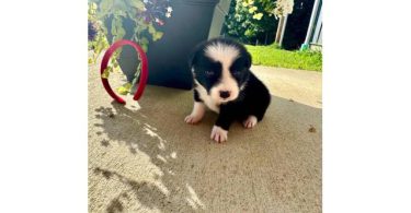 4 Border collie puppies still available
