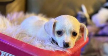 3 Chiweenie mix puppies looking for a good home