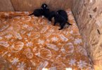 German Sheprador puppies