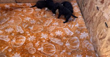 German Sheprador puppies