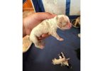 New Cockapoo puppies