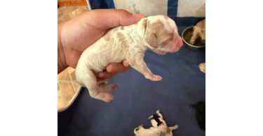 New Cockapoo puppies