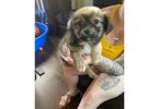 5 Chi-Poo puppies for sale