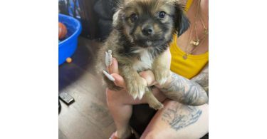 5 Chi-Poo puppies for sale