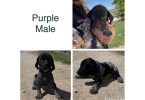 Purebred German Shorthaired pointer puppies