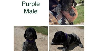 Purebred German Shorthaired pointer puppies