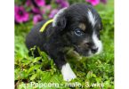 Purebred AKC registered Aussie puppies