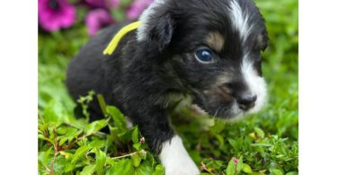 Purebred AKC registered Aussie puppies