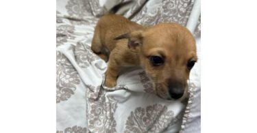 Chiweenie Puppies – Ready Now!