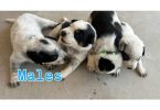Blue Heeler puppies LGD