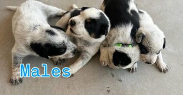 Blue Heeler puppies LGD