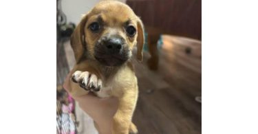 Mini Doxie Pug puppies