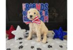 Goldendoodle puppies for sale