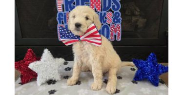 Goldendoodle puppies for sale