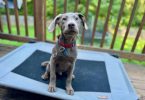 Full-blooded Silver Lab puppy