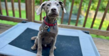 Full-blooded Silver Lab puppy