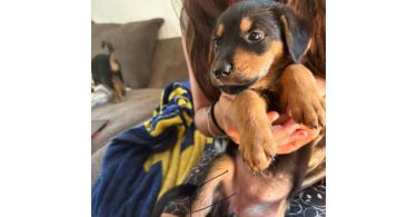 German Shepweiler puppies $50