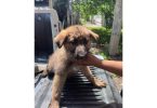 3 Male German Shepherd pups