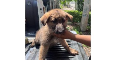 3 Male German Shepherd pups