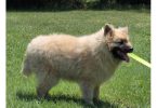 Cream Pomsky Pup Needs a Home – Last One Left!
