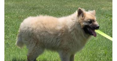 Cream Pomsky Pup Needs a Home – Last One Left!